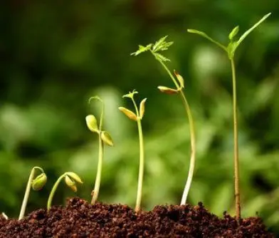 Tiloom – Biostimulanzien: Eine wirksame Lösung gegen Stress auf Ihrem Feld – Biostimulanzien 1 Tiloom – Biostimulanzien: Eine wirksame Lösung gegen Stress auf Ihrem Feld – Biostimulanzien 1