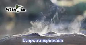 Tiloom - Évapotranspiration : qu'est-ce que c'est, comment la calculer et comment optimiser l'irrigation - page d'accueil de l'article Greenkeepedia « petite évapotranspi »