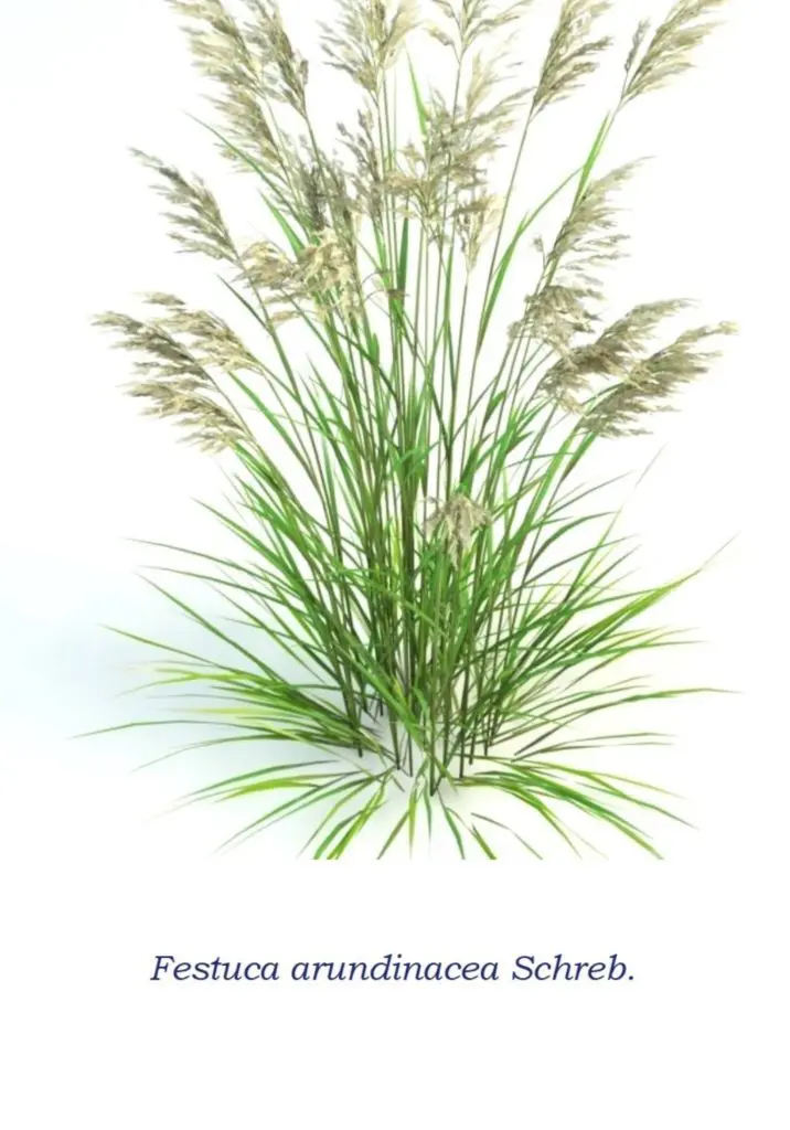 Tiloom - Césped y calor: Cómo evitar daños en verano - Festuca arundinacea 1 Tiloom - Césped y calor: Cómo evitar daños en verano - Festuca arundinacea 1