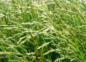 Tiloom - العشب والحرارة: كيفية تجنب الأضرار في الصيف - Festuca arundinacea scaled