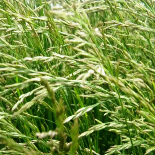 Tiloom - Gazon et chaleur : comment éviter les dégâts en été - Festuca arundinacea scaled