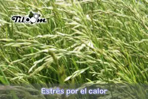 Tiloom - Prato e caldo: come evitare danni in estate - stress