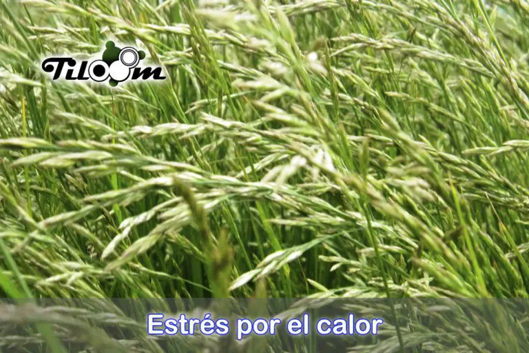 Tiloom – Lawns and heat: How to prevent damage in summer – stress