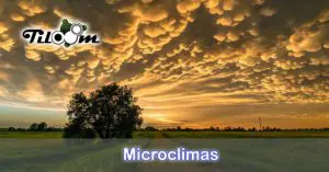 Tiloom - Microclima - microclimas