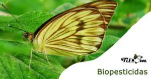 Tiloom – Biopesticides and RNAi: the green future of crops – Biopesticides