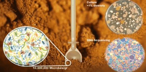 Tiloom – Die Gesundheit des Rasens – Mikroskopie 1