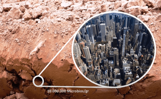 Tiloom – Die Gesundheit des Rasens – New York 1