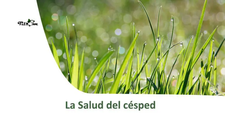 Tiloom – Lawn Health – Greenkeepedia cover image 1600x863 1
