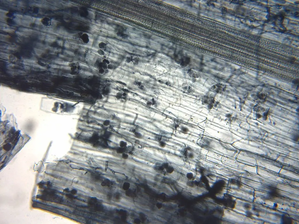 Tiloom - Des mycorhizes pour la santé de nos greens et de nos terrains de football - MyCoUp - 1 200 px : mycorrhize arbusculaire vue au microscope Tiloom - Des mycorhizes pour la santé de nos greens et de nos terrains de football - MyCoUp - 1 200 px : mycorrhize arbusculaire vue au microscope
