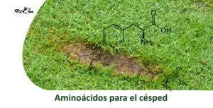 Tiloom - Aminoácidos: lo que necesitas saber para revitalizar tu césped - aminoacidos cesped