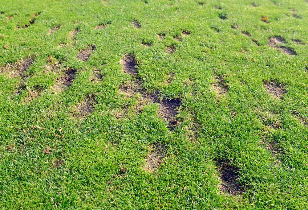 Tiloom - Aminoácidos: lo que necesitas saber para revitalizar tu césped - divot 430475860 Tiloom - Aminoácidos: lo que necesitas saber para revitalizar tu césped - divot 430475860