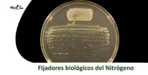 Tiloom – BlueN – Biologische Stickstofffixierung: Für einen üppig grünen Rasen – Blog-Startseite
