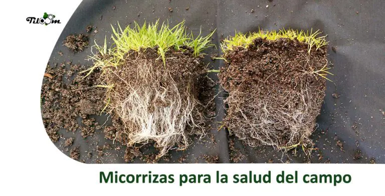 Tiloom - Des mycorhizes pour la santé de nos greens et de nos terrains de football - MyCoUp - page d'accueil sur les mycorhizes