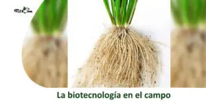 Biotecnologie in campo