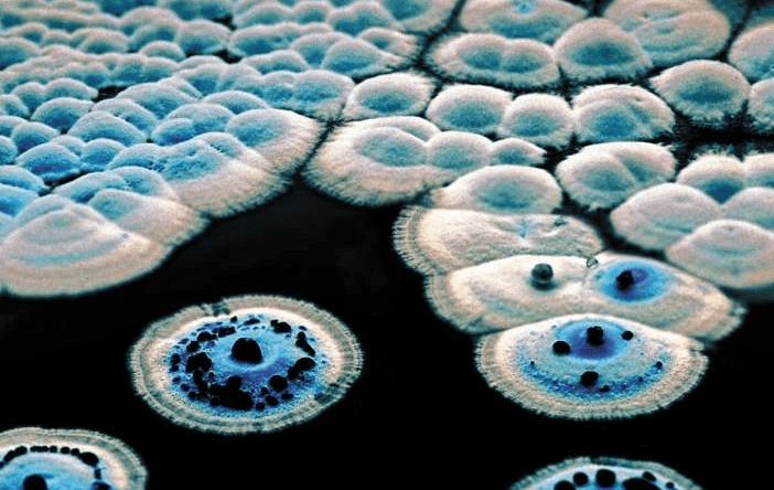 Tiloom - Biomarkers - Streptomyces