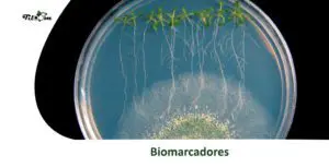 Tiloom - Biomarcadores - biomarcadores