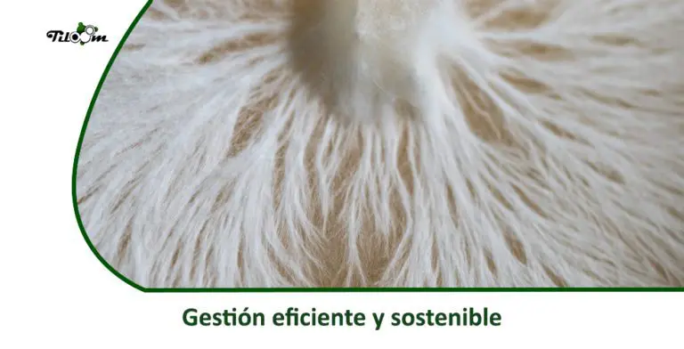 Tiloom – Efficient and sustainable management – Efficient and sustainable management