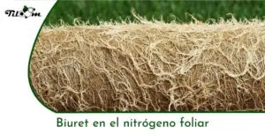 Tiloom - مادة البيوريت في الأسمدة الورقية: المخاطر والوقاية - الصفحة الرئيسية لموقع Greenkeepedia