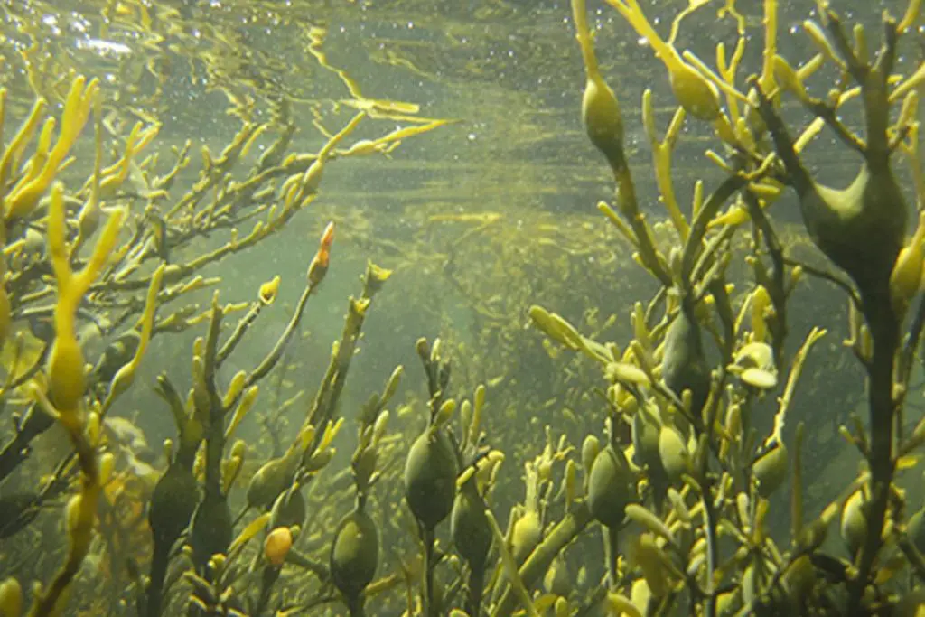 Tiloom - Biostimolanti a base di estratti di alghe: l'alleato nascosto delle colture - Ascophylum nodosum