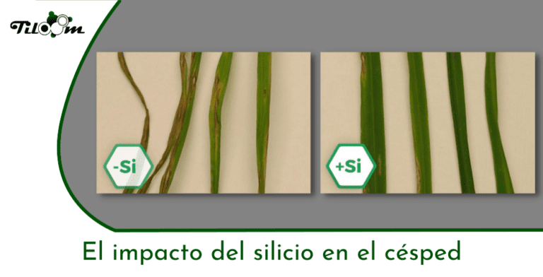 Tiloom – Silicon fertiliser for sports surfaces: boost your turf – Greenkeepedia homepage 15