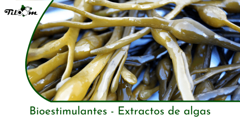 Tiloom - *NOTES* Biostimulants - Seaweed extracts - Greenkeepedia homepage 16