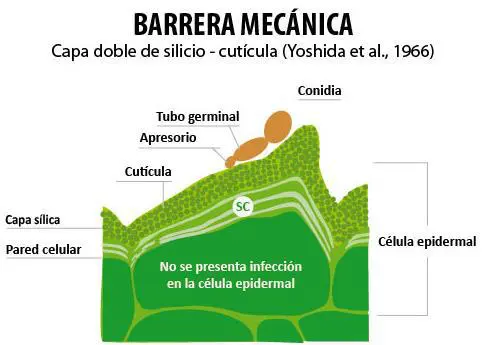 Tiloom - Try micros silice - abono con silicio 20 L - i3 Tiloom - Try micros silice - abono con silicio 20 L - i3