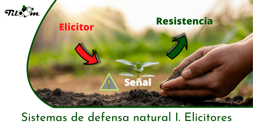 Tiloom - Sistemi di difesa naturale I. Elicitori - Pagina iniziale di Greenkeepedia 36