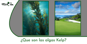 Tiloom - What is kelp? - kelp