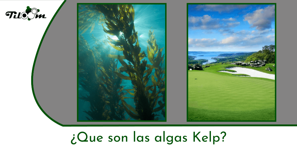 Tiloom - What is kelp? - kelp