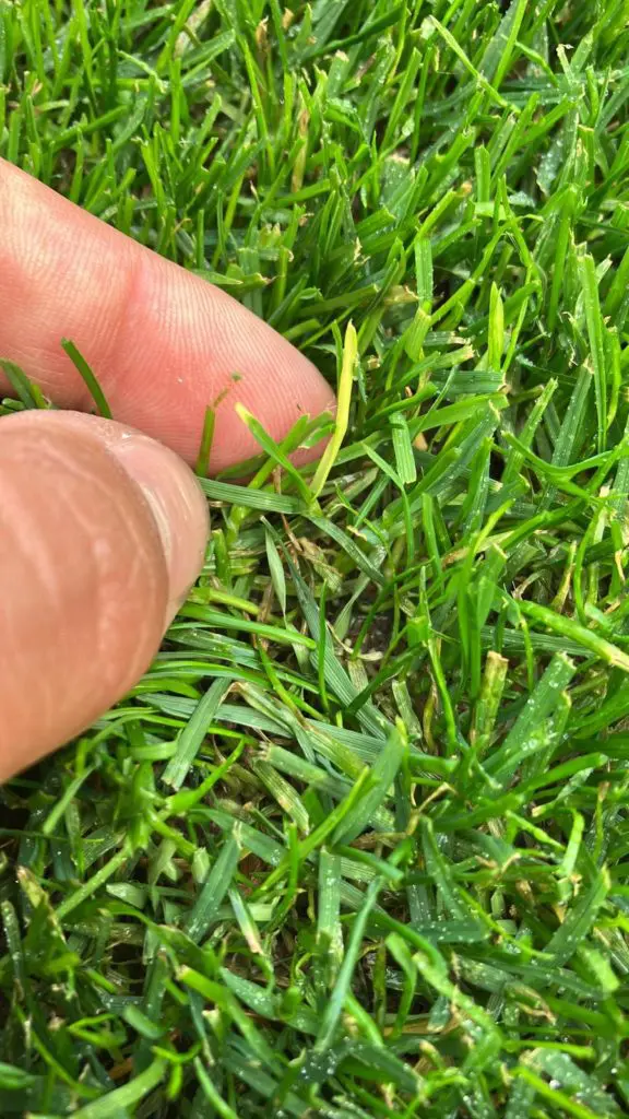 Tiloom - Lawn Disease Detection I: Bacterial Wilt - Bacterial Wilt Tiloom - Lawn Disease Detection I: Bacterial Wilt - Bacterial Wilt