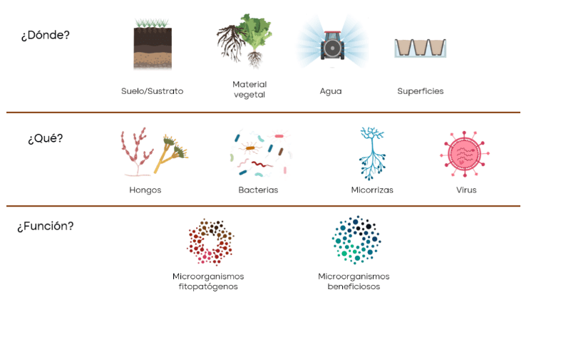 Tiloom - PhytAlert Turf y técnica de qPCR: clave para enfermedad del césped - Tecnicas de qPCR 1 Tiloom - PhytAlert Turf y técnica de qPCR: clave para enfermedad del césped - Tecnicas de qPCR 1