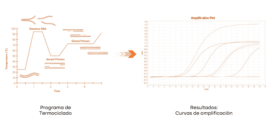 Tiloom - PhytAlert Turf y técnica de qPCR: clave para enfermedad del césped - Técnica de qPCR 3 Tiloom - PhytAlert Turf y técnica de qPCR: clave para enfermedad del césped - Técnica de qPCR 3