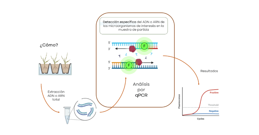 Tiloom - PhytAlert Turf y técnica de qPCR: clave para enfermedad del césped - Técnicas de qPCR 2 Tiloom - PhytAlert Turf y técnica de qPCR: clave para enfermedad del césped - Técnicas de qPCR 2