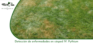 Tiloom - Detección de enfermedades en césped IV: Pythium - Portada de entrada Greenkeepedia 1 1