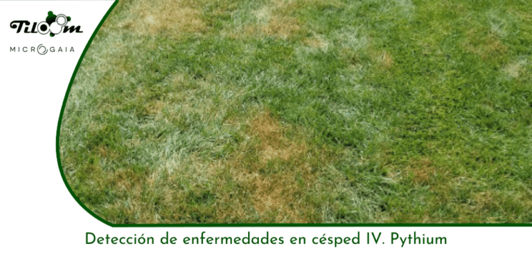 Tiloom - Lawn Disease Detection IV: Pythium - Greenkeepedia Home Page 1 1