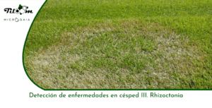 Tiloom – Erkennung von Rasenkrankheiten III. Rhizoctonia – Startseite von Greenkeepedia