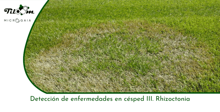 Tiloom – Lawn Disease Detection III. Rhizoctonia – Greenkeepedia Home Page