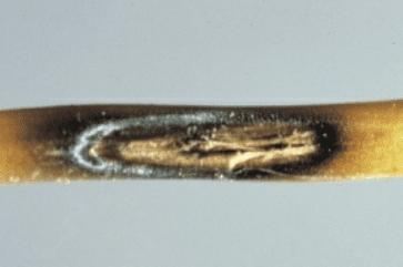 Tiloom - Detección de enfermedades en césped V: Helminthosporium - Drechslera poae