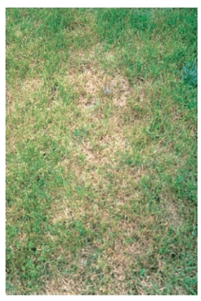 Tiloom - Detección de enfermedades en césped V: Helminthosporium - Melting our of Poa pratensis