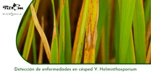 Tiloom - Detección de enfermedades en césped V: Helminthosporium - Portada de entrada Greenkeepedia 3