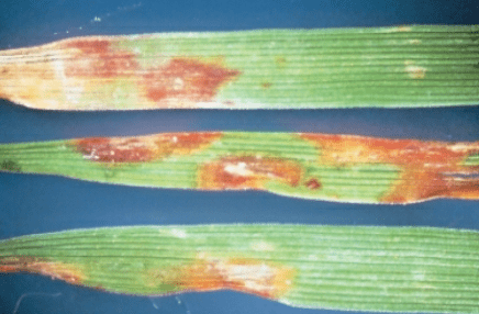 Tiloom - Detección de enfermedades en césped V: Helminthosporium - Red leaf spot Agrostis causado por Drechslera erythrospila