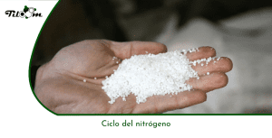 Tiloom - دورة النيتروجين - تغذية النباتات - الصفحة الرئيسية لـ Greenkeepedia 21