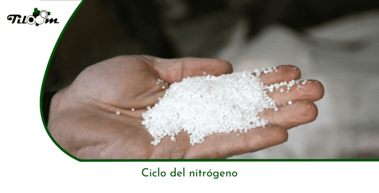Tiloom – The nitrogen cycle – Plant nutrition – Greenkeepedia 21 homepage