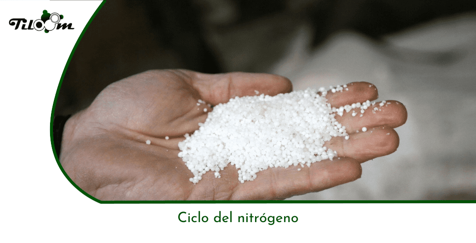 Tiloom - دورة النيتروجين - تغذية النباتات - الصفحة الرئيسية لـ Greenkeepedia 21