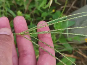 Digitaria SP