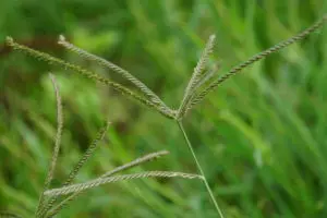 Eleusine Indica