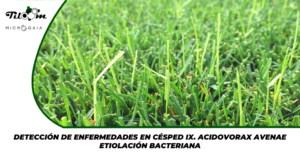 Tiloom - الكشف عن أمراض العشب (الجزء التاسع): Acidovorax avenae - الصفحة الرئيسية لمقال Greenkeepedia رقم 22
