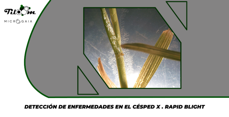 Tiloom - Detecção de doenças no relvado X. Rapid Blight - Página inicial da Greenkeepedia 1