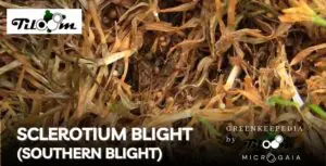 Tiloom - Lawn Disease Detection XI – Southern blight - 11