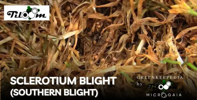 Tiloom - Detecção de doenças no relvado XI – Southern blight - 11